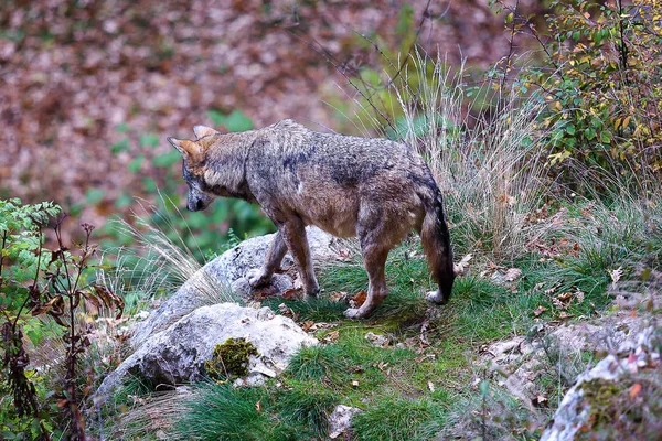 Apennijnen wolf, Canis Lupus cursief — Stockfoto