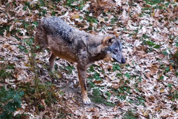 Lobo Apenino, Canis lupus italicus — Fotografia de Stock