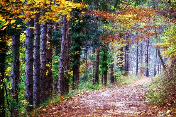 Calea prin pădurea de toamnă — Fotografie, imagine de stoc