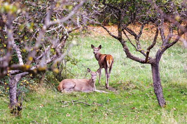 Un ciervo hembra y su pequeño en el arbusto . — Foto de Stock