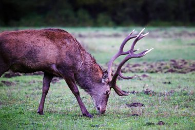 Bozkırdaki erkek geyik