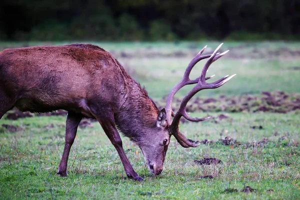 Bozkırdaki erkek geyik