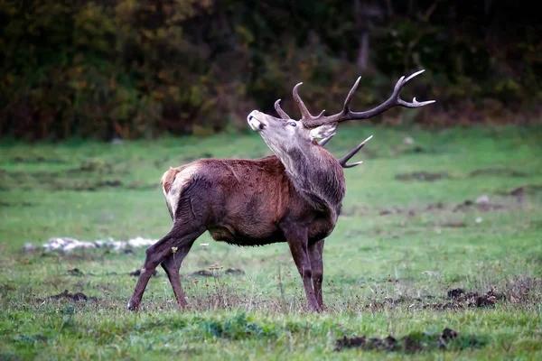 Deer male in love — Stock Photo, Image