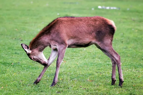 Prairie küçük geyik