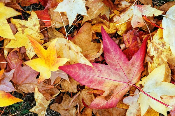 Torra löv på hösten — Gratis stockfoto