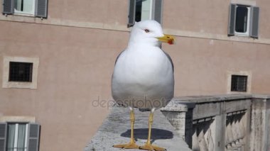 Martı şehrin duvardaki ön planda görünür