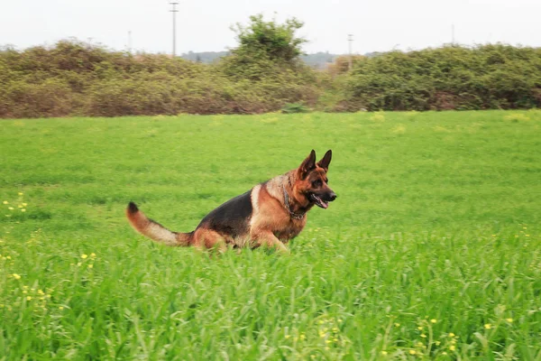 Alman çoban köpeği. — Stok fotoğraf