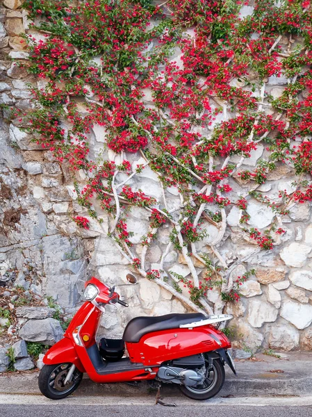 Rode scooter, rode Bougainville plant — Stockfoto