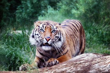 Sumatra kaplanı, önden görünüm