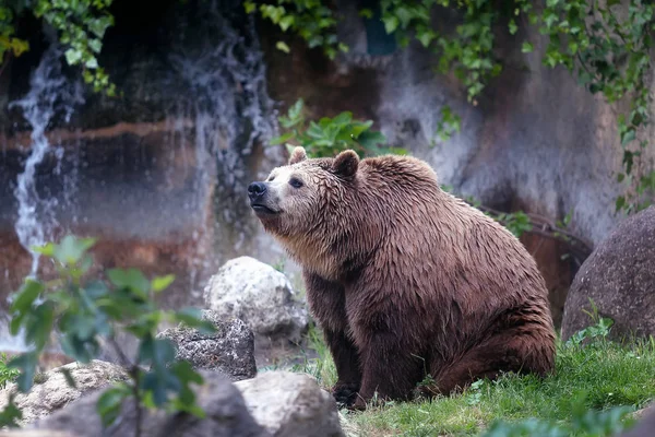Бурый медведь, пленник — стоковое фото