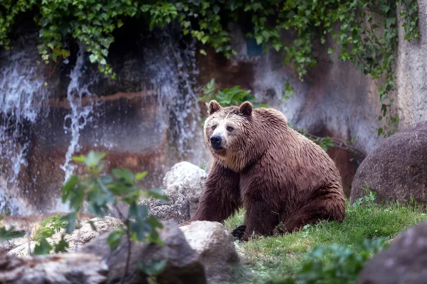 Бурый медведь, пленник — стоковое фото