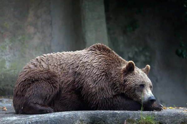 Urso castanho, prisioneiro — Fotografia de Stock Grátis