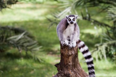 ring-tailed Maki