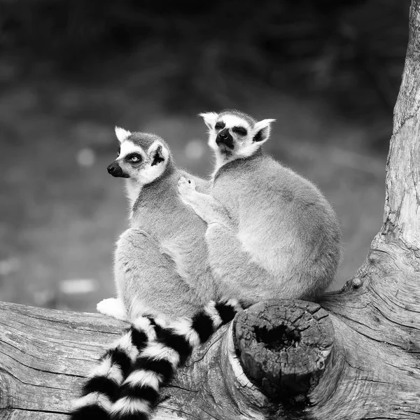 O Lemur-de-cauda-anelada — Fotografia de Stock