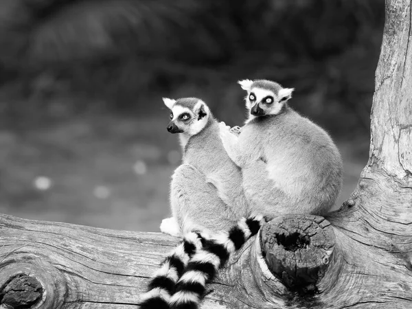 O Lemur-de-cauda-anelada — Fotografia de Stock