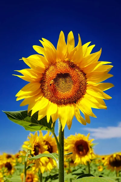 Sunflower in foreground, blue background. — Stock Photo, Image