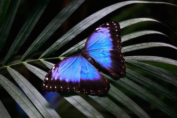 Morpho-peleides. Blue butterfly rests on a palm leaf and opens t — Stock Photo, Image