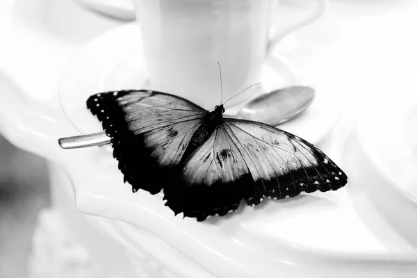 Butterfly in the tea break, black white version — Stock Photo, Image