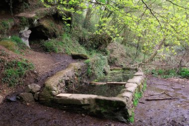Ormanda su ile doldurulmuş hayvanlar için su oluğu.