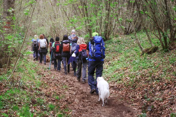 Grupo de caminhantes na floresta . — Fotografia de Stock