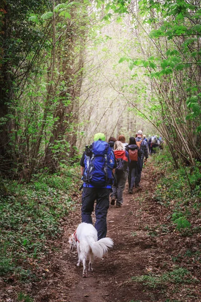 Grupo de excursionistas en el bosque . — Foto de Stock
