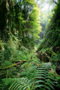 Ormanda, bitki örtüsü zengin dikey duvarlı derin gorge
