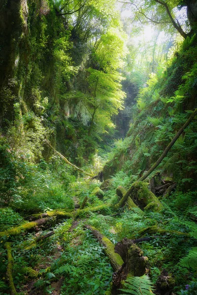 Djup ravin med vertikala väggar i skogen, rik på vegetation — Stockfoto