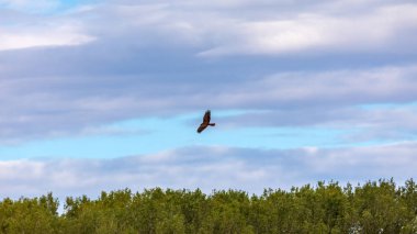Marsh harrier uçuş