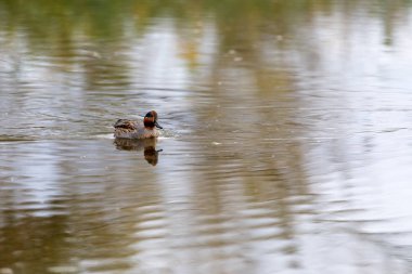 Teal, surface duck. Family Anatidae - Anas crecca