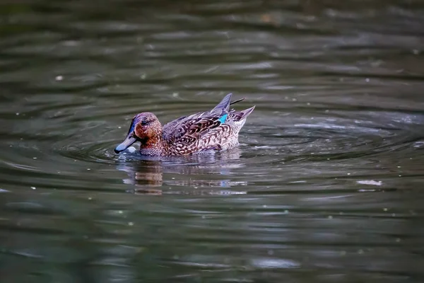 Teal, raţă de suprafaţă. Familia Anatidae - Anas crecca — Fotografie, imagine de stoc