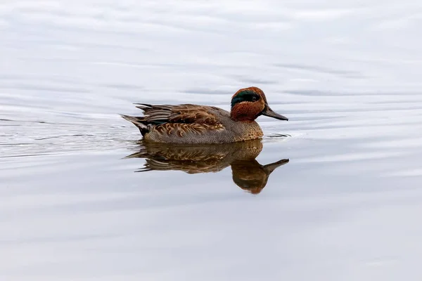 Teal, surface duck. Family Anatidae - Anas crecca — Stockfoto
