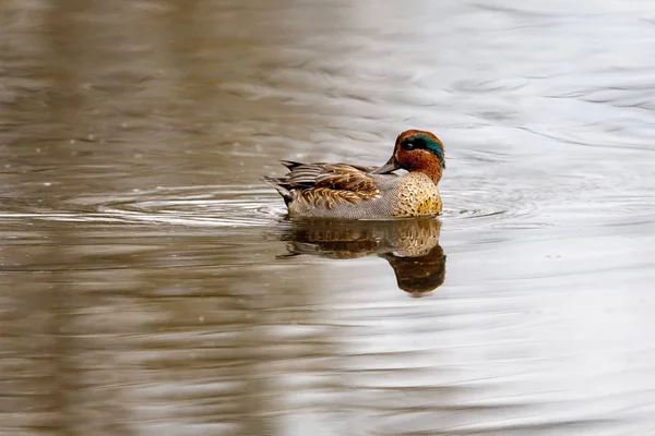 Teal, surface duck. Family Anatidae - Anas crecca — Δωρεάν Φωτογραφία