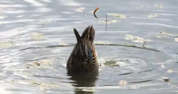 Pato Con Intención Alimentarse Teal Sumerge Cabeza Bajo Agua Para — Vídeos de Stock