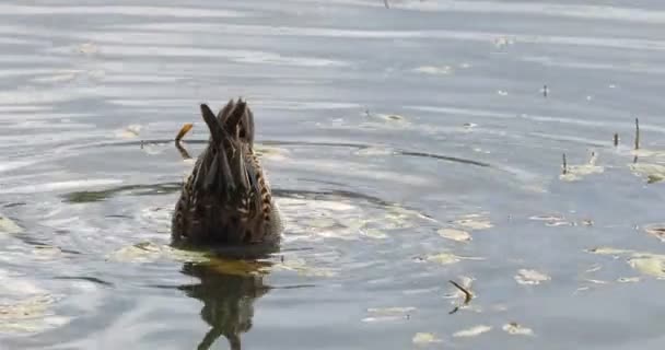 鸭打算喂食 鱼儿把头浸入水底觅食 以水生植物 海藻和种子为食 阿尔萨沃拉的栖息地是小湖泊 成年雄性有红褐色和深绿色的头 — 图库视频影像