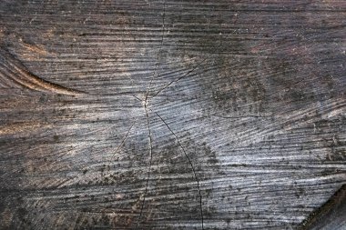 Kesilmiş bir ağaç gövdesinin bölümünü kapat.