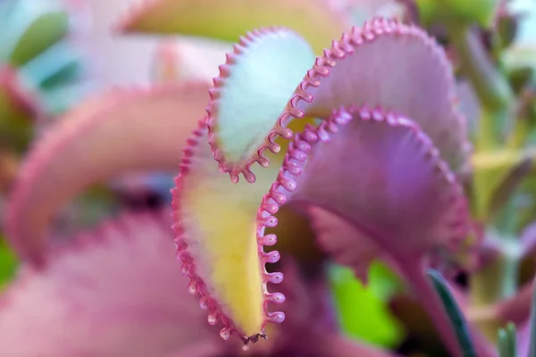 Folha de plantas suculentas, género Crassulacea — Fotografia de Stock