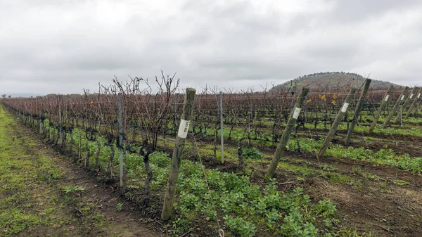 Cultivation of vines in the winter season. — Stock Photo, Image