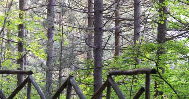 Pădurea Pin Fag Mișcată Vânt — Videoclip de stoc