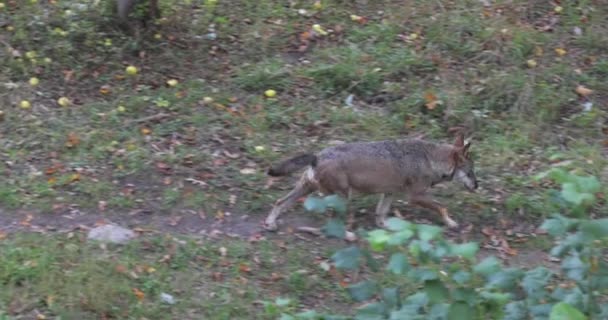 Branco Lupi Che Muovono Sulla Collina Gruppo Lupi Selvatici Giocare — Video Stock