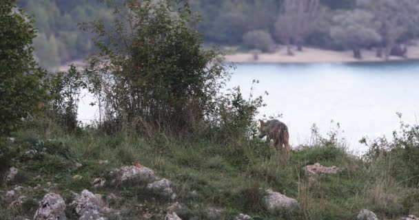 Αγέλη Των Λύκων Κινείται Στο Λόφο Ομάδα Άγριων Λύκων Παίζουν — Αρχείο Βίντεο