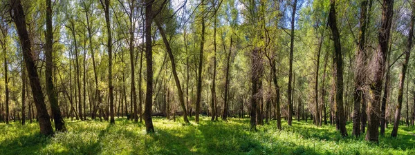 Gammal skog, panoramautsikt — Stockfoto