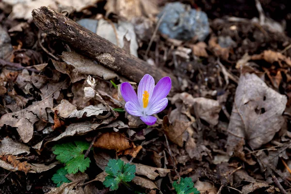 Primer Plano Flor Germinada Azafrán Silvestre Pétalos Violetas Tallo Amarillo — Foto de Stock