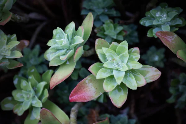 Makro Der Sukkulente Sedum Palmeri Feucht Vom Tau Pflanze Der — Stockfoto