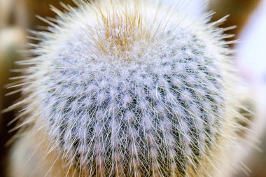 Parodia leninghausii, Malacocarpus ve Eriocactus cinsinin kaktüs türü. Sütun kaktüsü, Limon Topu kaktüsü, Altın Top kaktüsü, Sarı Kule kaktüsü