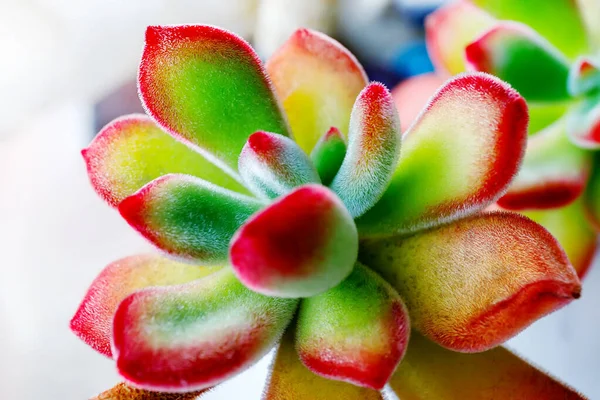 Makro Fotózás Echeveria Pulvinata Egy Nagyon Dekoratív Zamatos Növény Szőrös — Stock Fotó