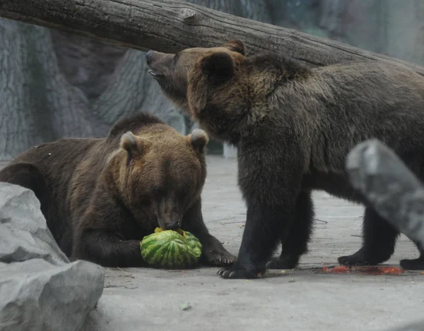 Der Hauptstadt Zoo Woche Wassermelone Entdeckungen Bär Versucht Wassermelone August — Stockfoto