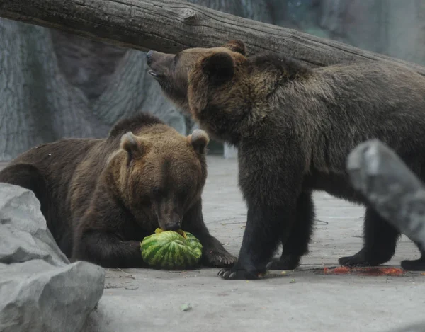 Zoológico Capital Semana Los Descubrimientos Sandías Oso Intenta Sandía Agosto —  Fotos de Stock