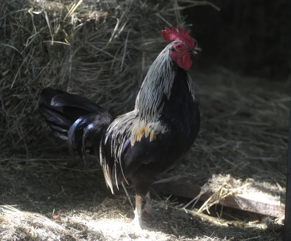 Horoz Büyükşehir Hayvanat Bahçesi.31 Ağustos 2016