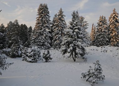 Botanik Bahçe, Kiev, kışın 12 Ocak 2017
