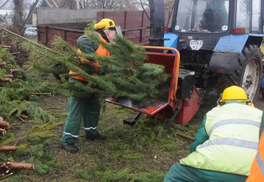 Noel ağaçları, 10 Ocak 2020 'de Kiev' in Obolonsky ilçesinin Cp Szn üretim üssünde Noel ağaçları için toplanma noktasında özel bir çip helikopterine konur..